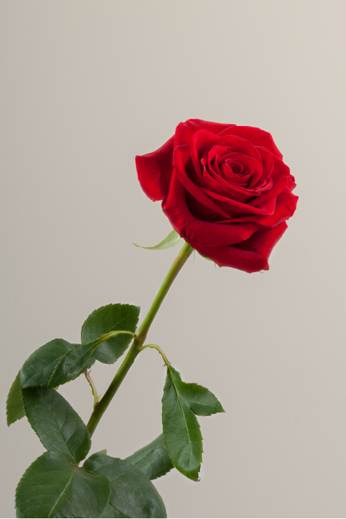 Single red rose with a long green stem with leaves against a neutral background.

#color_red #detail