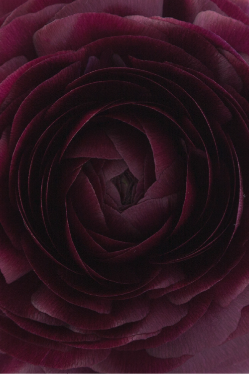 #color_viola #detail