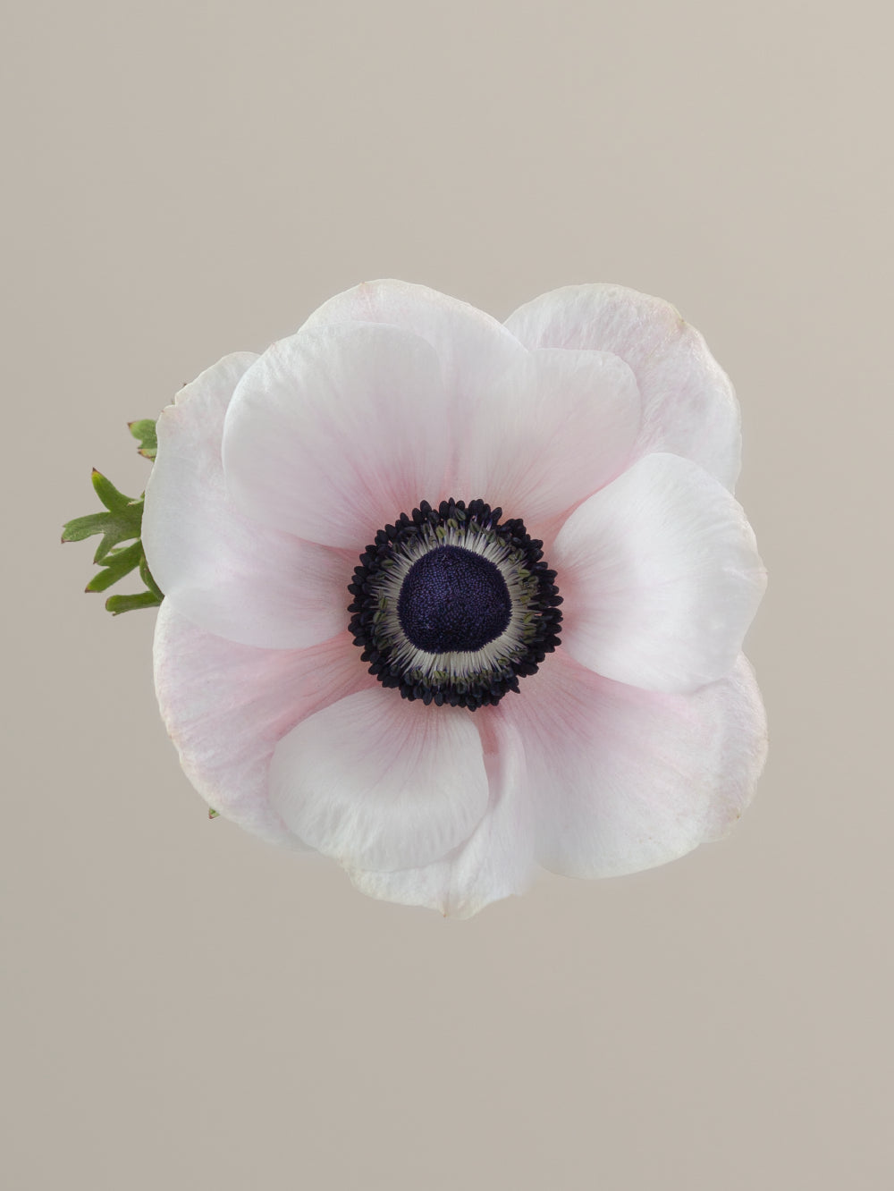 Single fucsia white anemone with green stem and leaves against a light background.

#color_panda