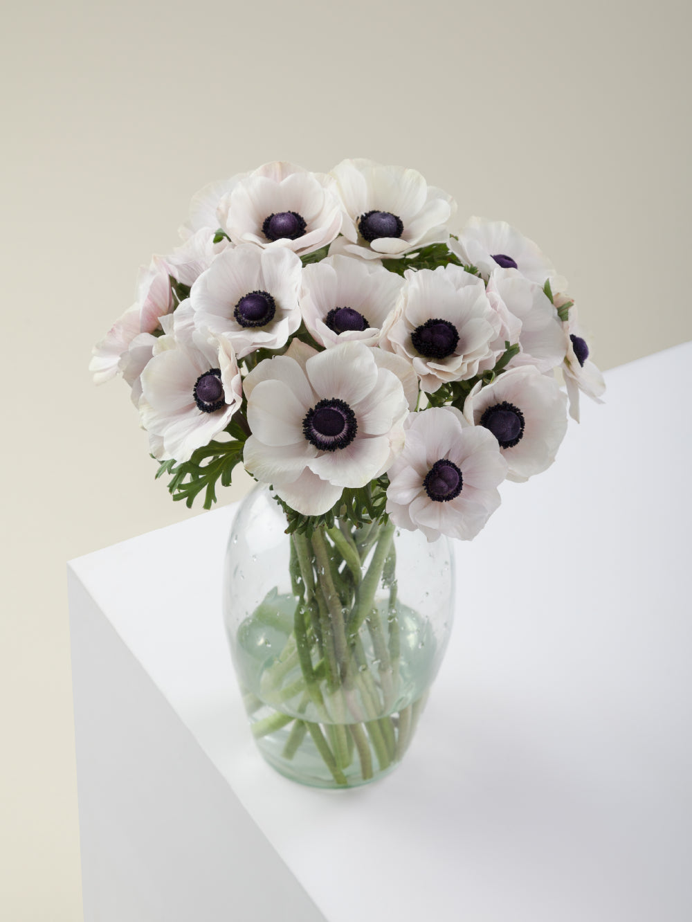 Bouquet of white mistral anemones arranged in a glass vase on a light background.

#color_panda