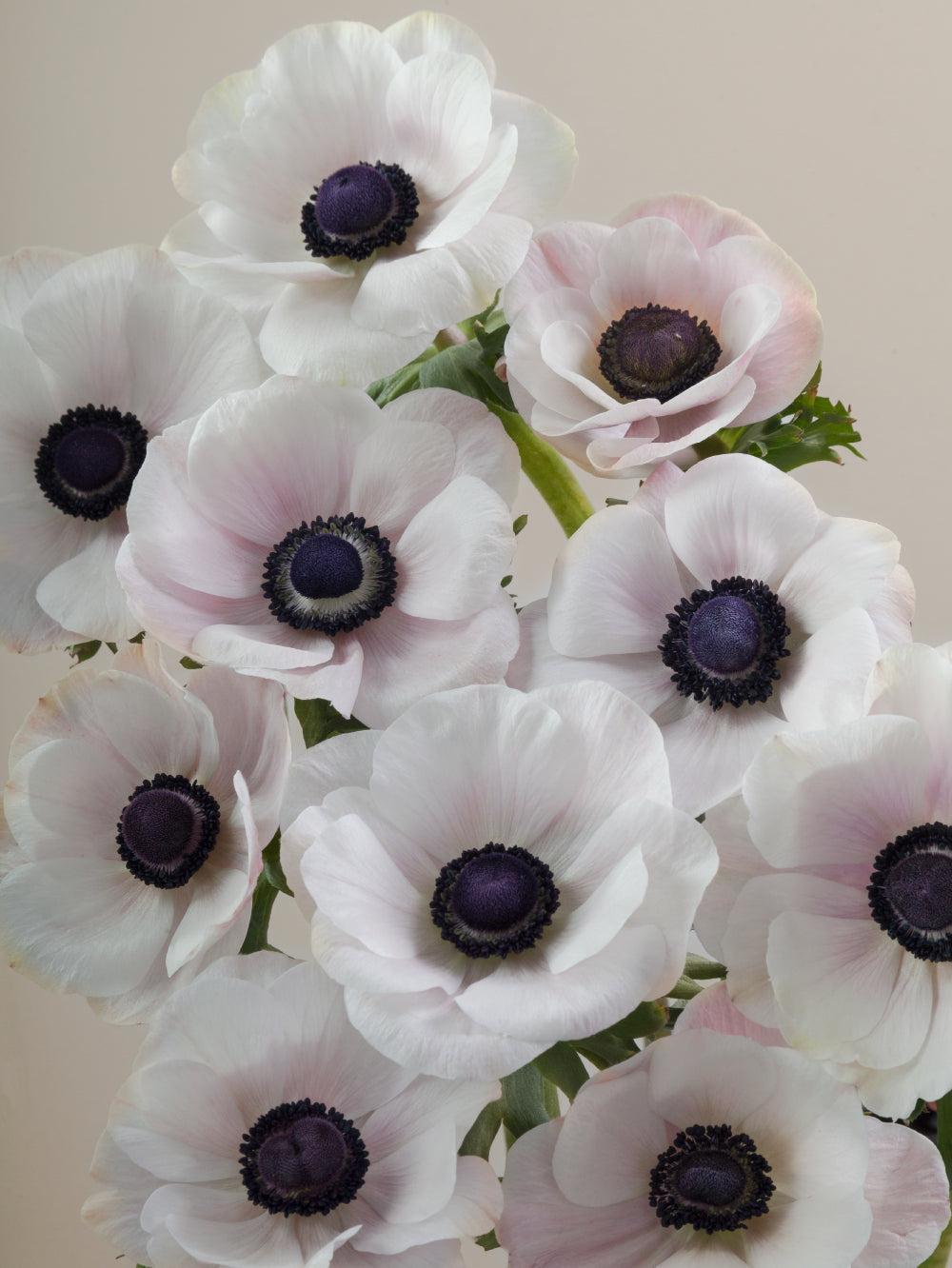 Close-up of multiple fresh white mistral anemones grouped tightly together.

#color_panda