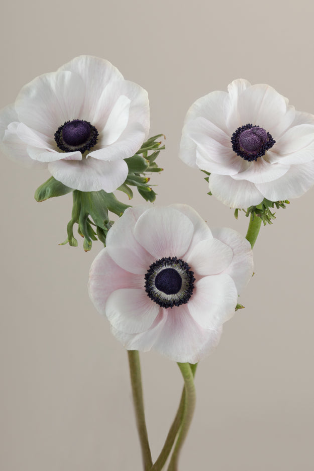 Three white mistral anemones on stems with green leaves against a light background.

#color_panda #detail