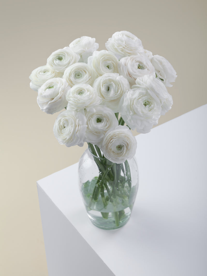 #color_bianco ranunculo blanco en florero