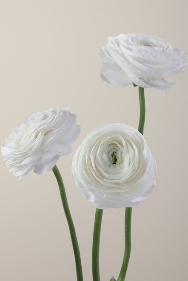 #color_bianco #detail