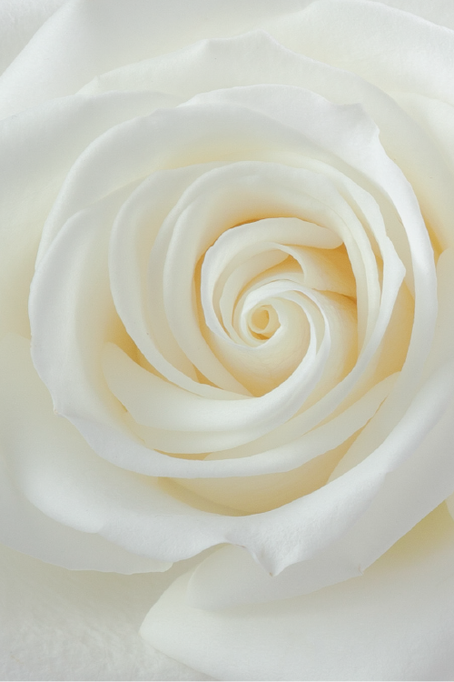 Macro close-up of a deep white rose showing detailed spiral petal pattern.

#color_white #detail