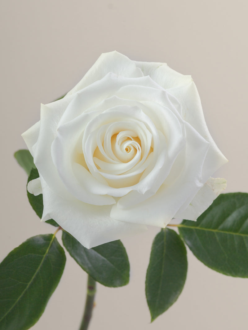 Single white rose with green stem and leaves against a light background.

#color_white