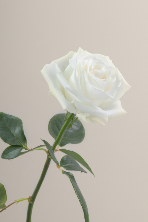 Single white rose with a long green stem with leaves against a neutral background.

#color_white #detail