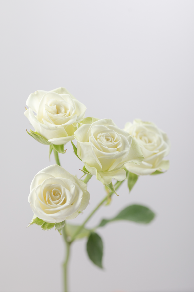 Single white spray rose with green stem and leaves against a white background.

#color_white #detail