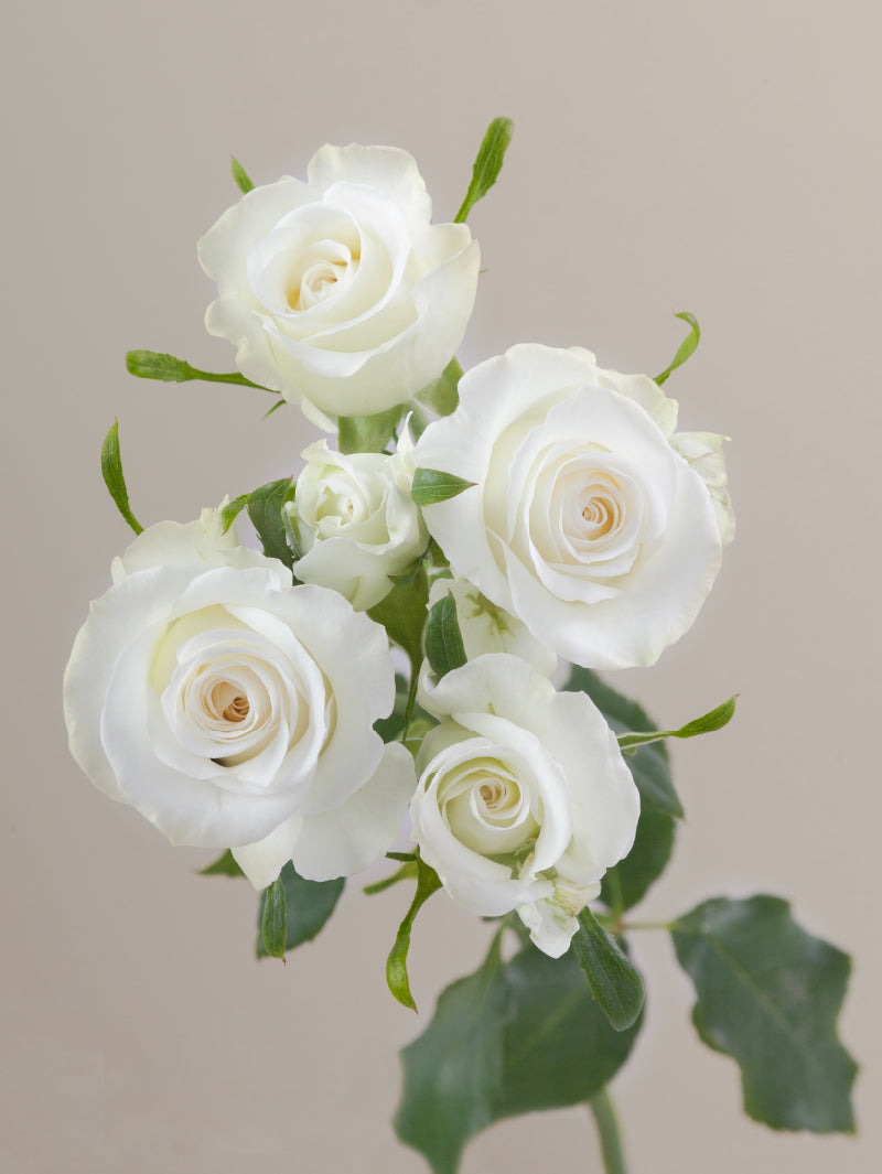 Single white spray rose with green stem and leaves against a light background.

#color_white