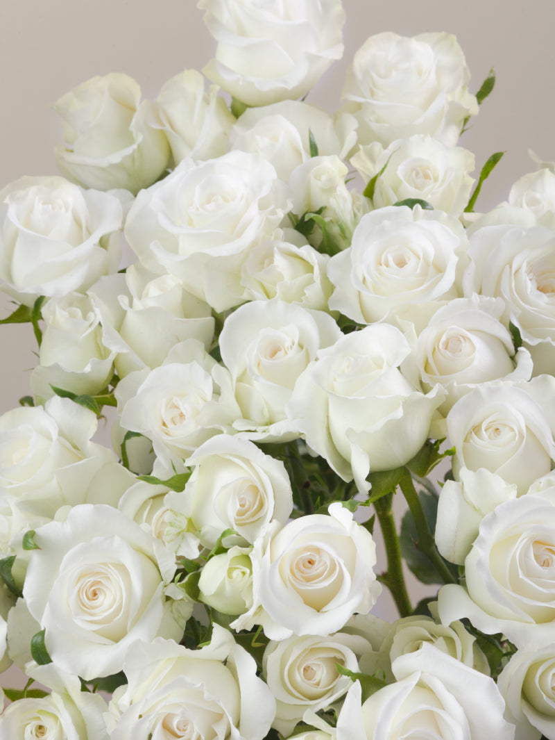 Close-up of multiple fresh white spray roses grouped tightly together.

#color_white