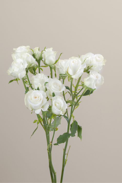 Three white spray roses on stems with green leaves against a light background.

#color_white #detail