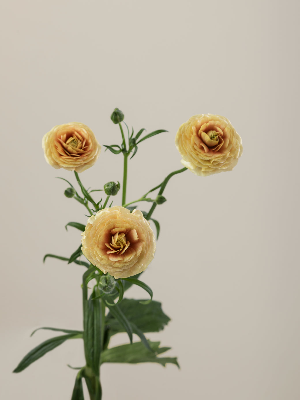 Single yellow natura moderna ranunculus with green stem and leaves against a light background.

#color_miele