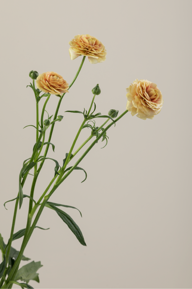 Single yellow natura moderna ranunculus with a long green stem with leaves against a neutral background.

#color_miele #detail