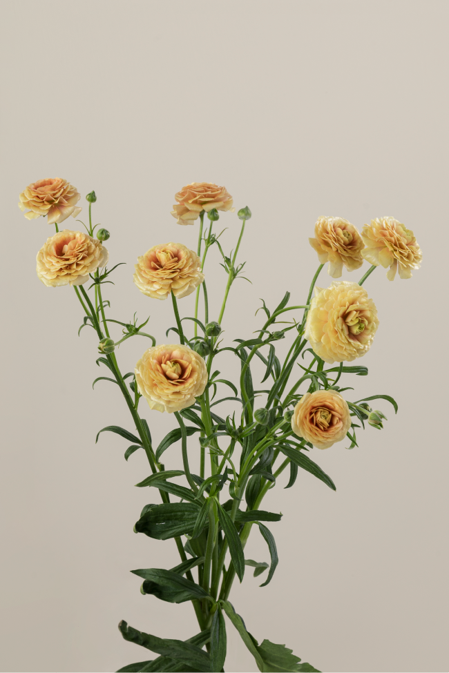 Three yellow natura moderna ranunculus on stems with green leaves against a light background.

#color_miele #detail
