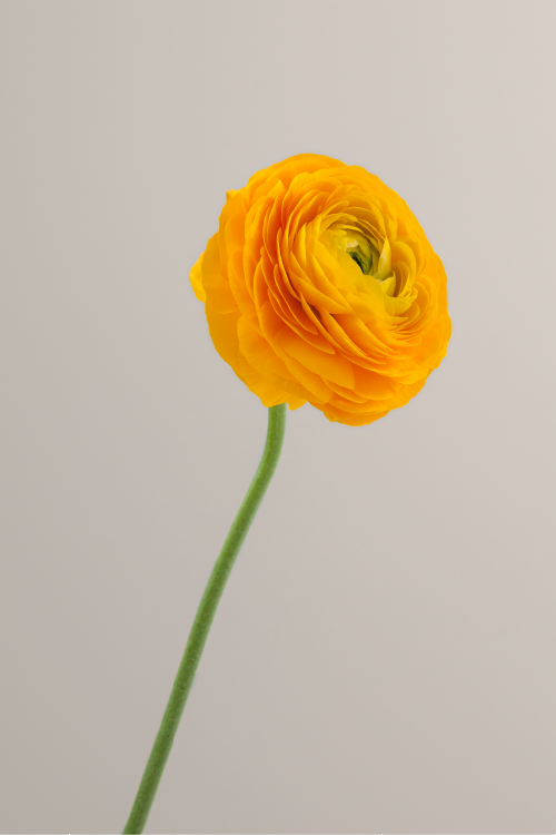 #color_giallo #detail