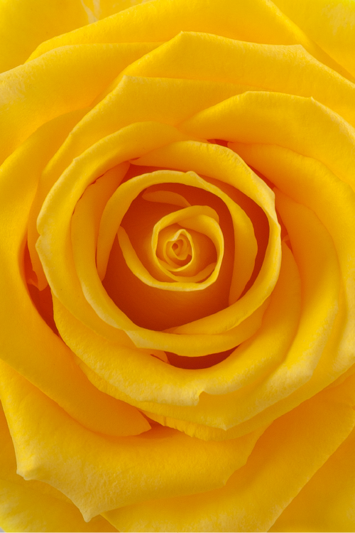 Macro close-up of a deep yellow rose showing detailed spiral petal pattern.

#color_yellow #detail