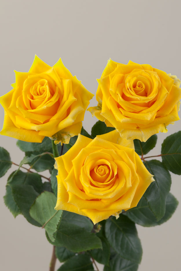 Three yellow roses on stems with green leaves against a light background.

#color_yellow #detail