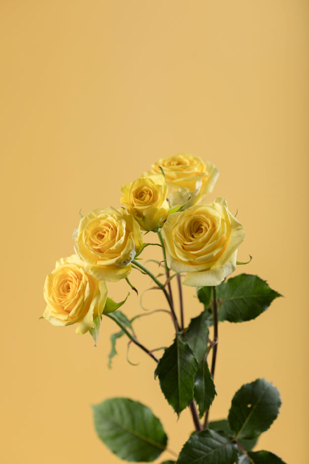 Single yellow spray rose with green stem and leaves against a yellow background.

#color_yellow #detail