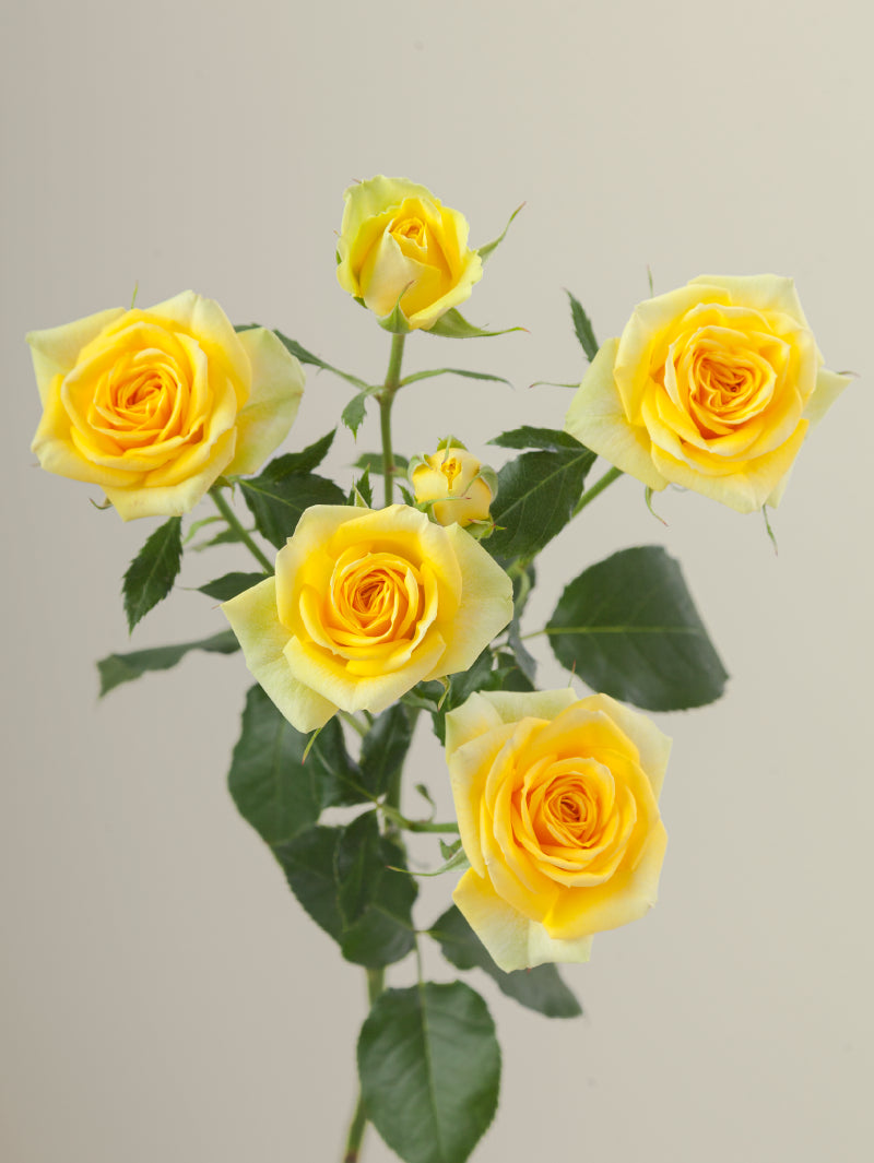 Single yellow spray rose with green stem and leaves against a light background.

#color_yellow