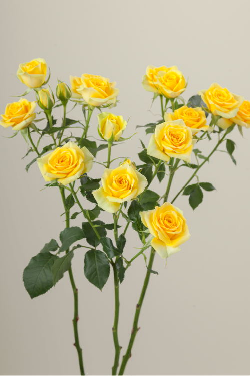Three yellow spray roses on stems with green leaves against a light background.

#color_yellow  #detail