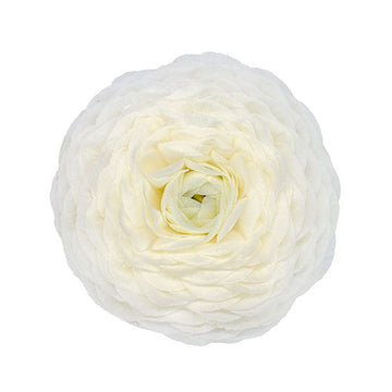 Ranunculus Bianco Box