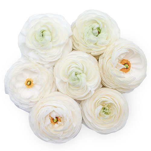 Ranunculus Bianco Box