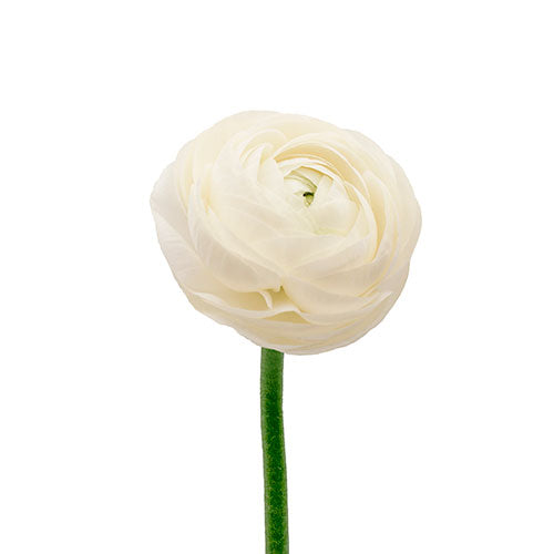 Ranunculus Bianco Box