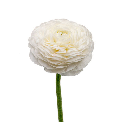 Ranunculus Bianco Box