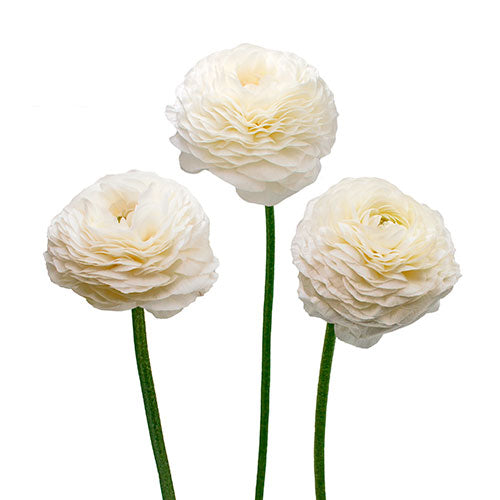 Ranunculus Bianco Box