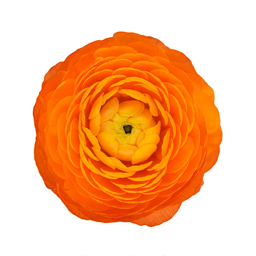 Ranunculus Clementine Box