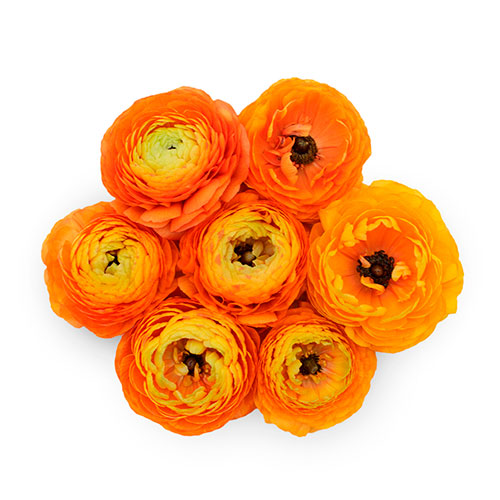 Ranunculus Clementine Box