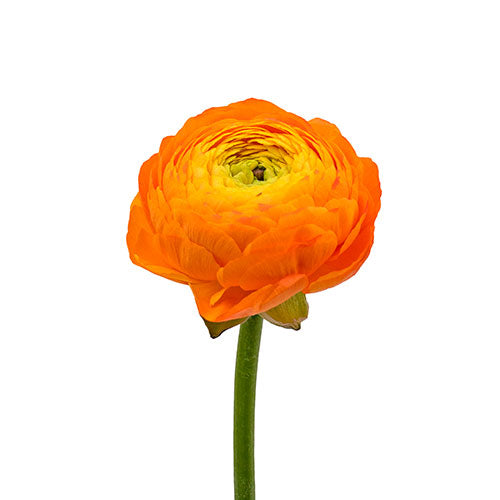 Ranunculus Clementine Box