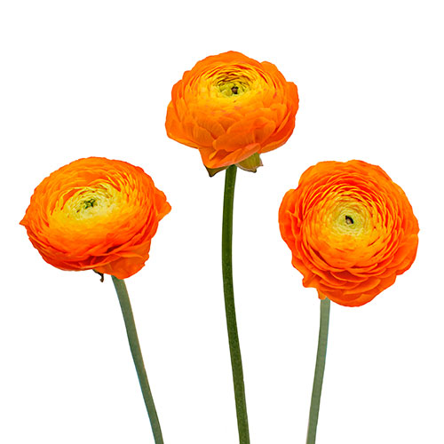 Ranunculus Clementine Box