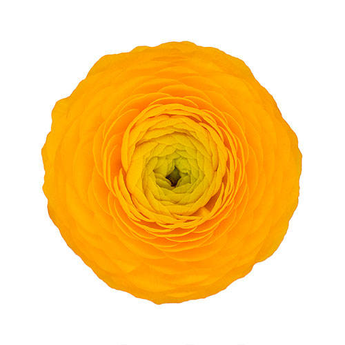 Ranunculus Giallo Box