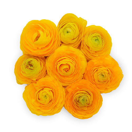 Ranunculus Giallo Box