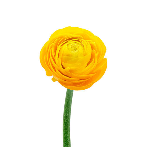 Ranunculus Giallo Box