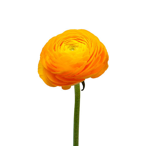 Ranunculus Giallo Box