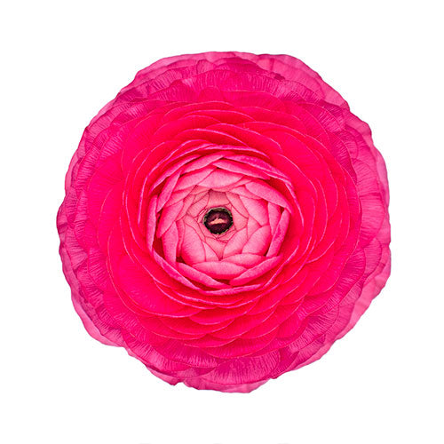 Ranunculus Hot Pink Box