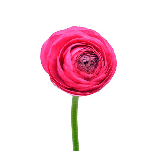 Ranunculus Hot Pink Box