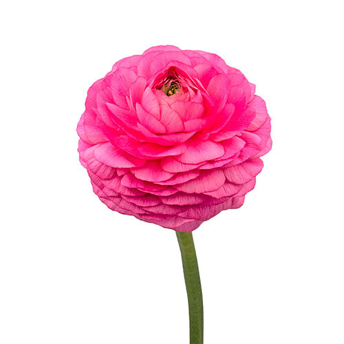 Ranunculus Hot Pink Box