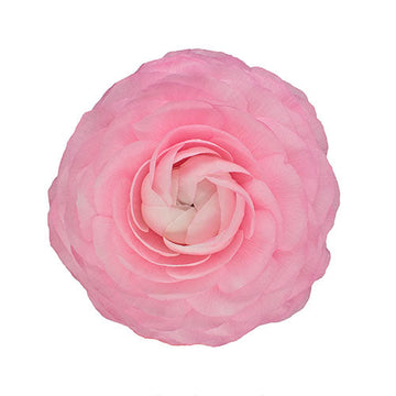 Ranunculus Rosa Box