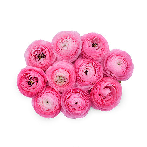 Ranunculus Rosa Box