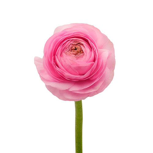 Ranunculus Rosa Box