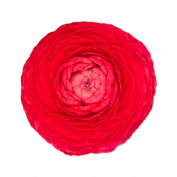 Ranunculus Rosso Box