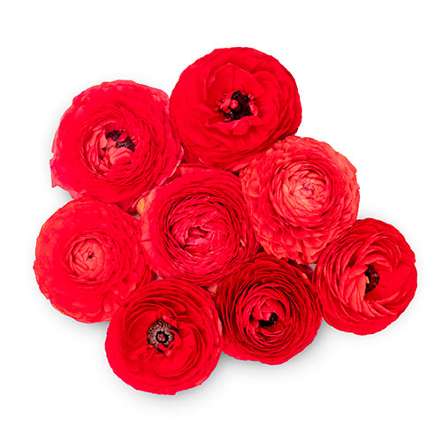 Ranunculus Rosso Box