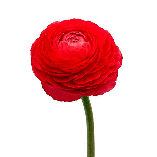 Ranunculus Rosso Box