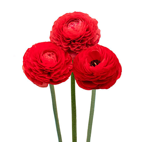 Ranunculus Rosso Box